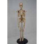 An anatomical model of a full skeleton on stand.