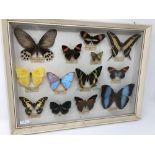 A collection of assorted butterflies.