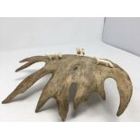 An unusual Inuit Canadian moose/deer antler with three mounted ivory animals.