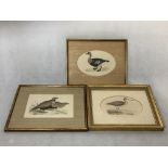 A set of three 19th Century framed and glazed book prints depicting birds