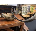 A taxidermist's study of a stag's head with glass eyes.