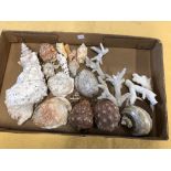 An assortment of coral, conch shells and other shells