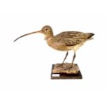 Opgezette Wulp: Curlew, Numenius arquata - Strandlopers (Scolopacidae) )