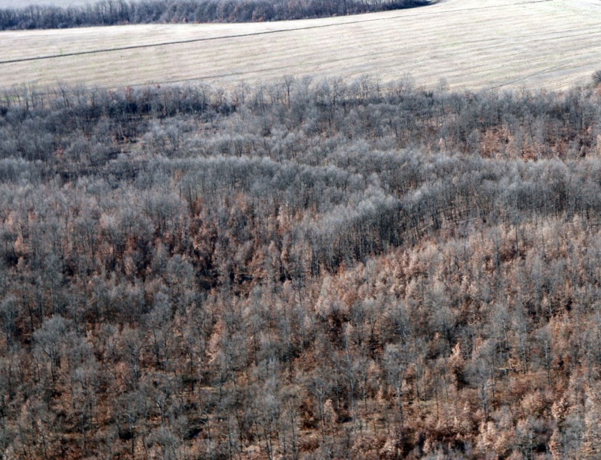 5,300 sqm Forest plot located in Tolovitsa, Vidin region, Bulgaria - Image 7 of 8