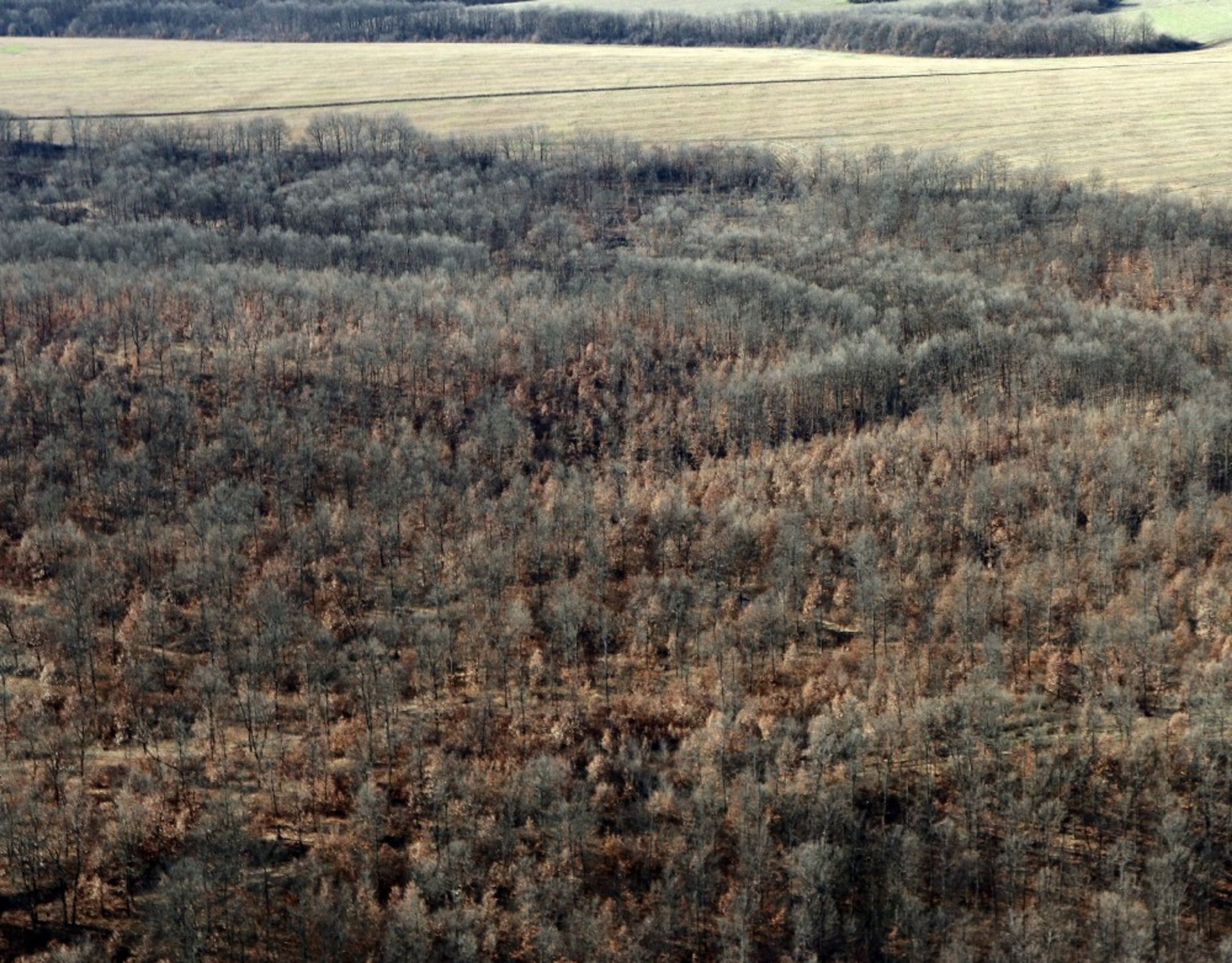 5,300 sqm Forest plot located in Tolovitsa, Vidin region, Bulgaria - Image 6 of 8