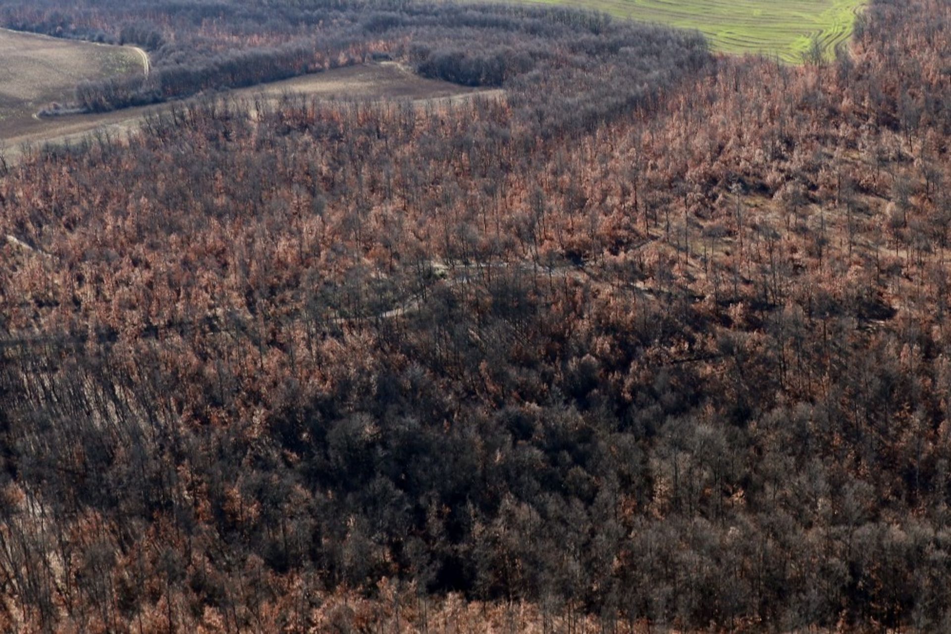 5,300 sqm Forest plot located in Tolovitsa, Vidin region, Bulgaria - Image 4 of 8
