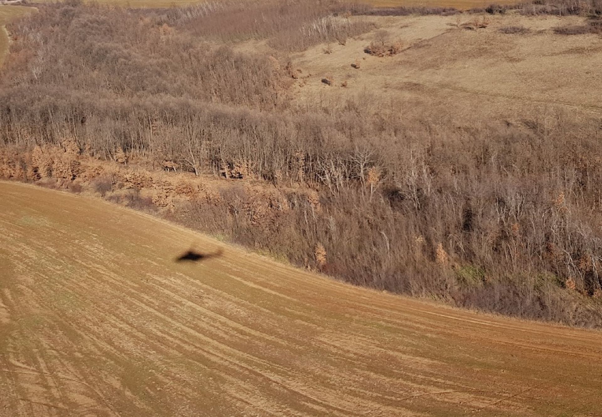 1,500 sqm Forest plot located in Bregovo Municipality , Vidin region, Bulgaria - Image 4 of 6