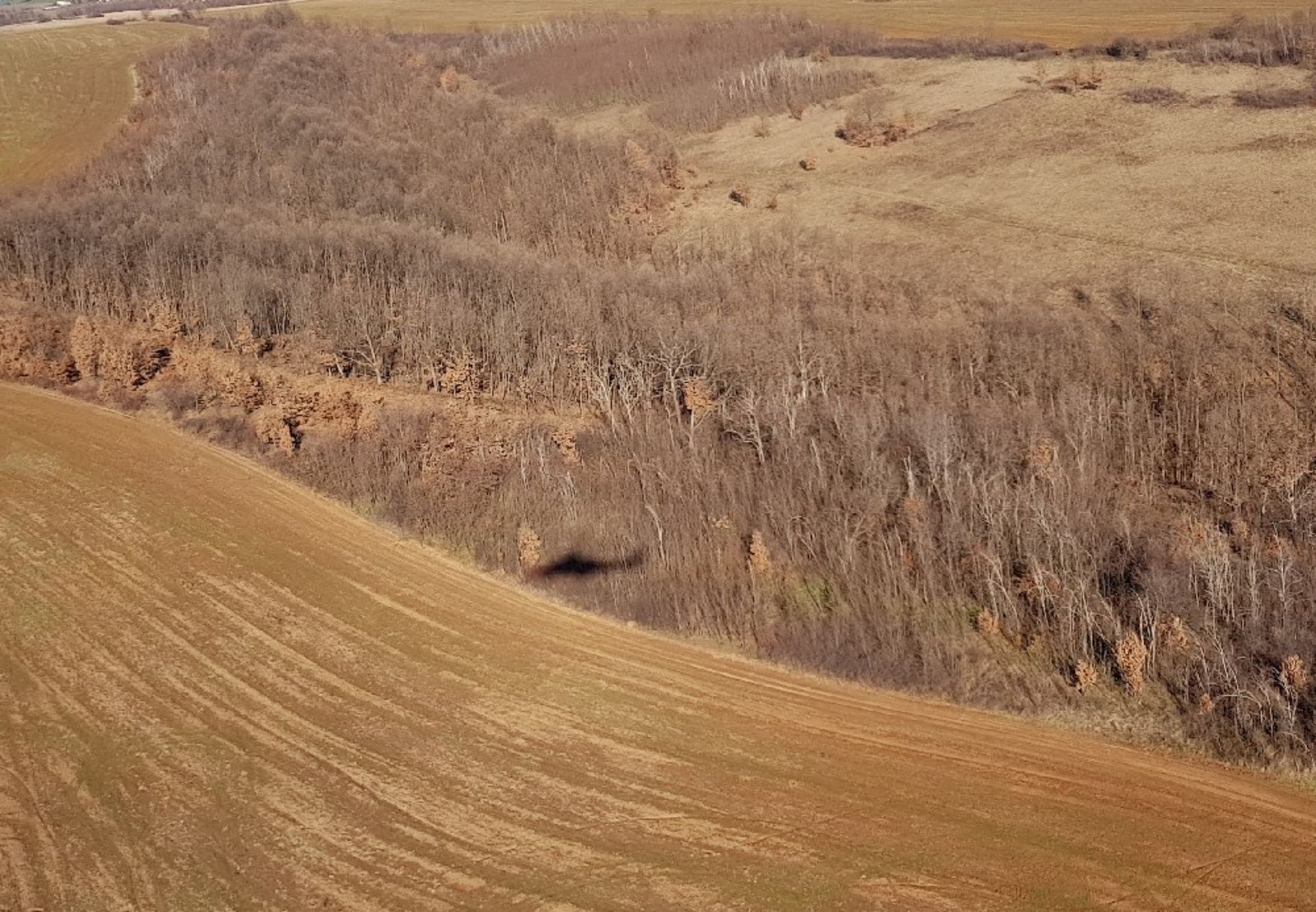 1,500 sqm Forest plot located in Bregovo Municipality , Vidin region, Bulgaria - Image 3 of 6