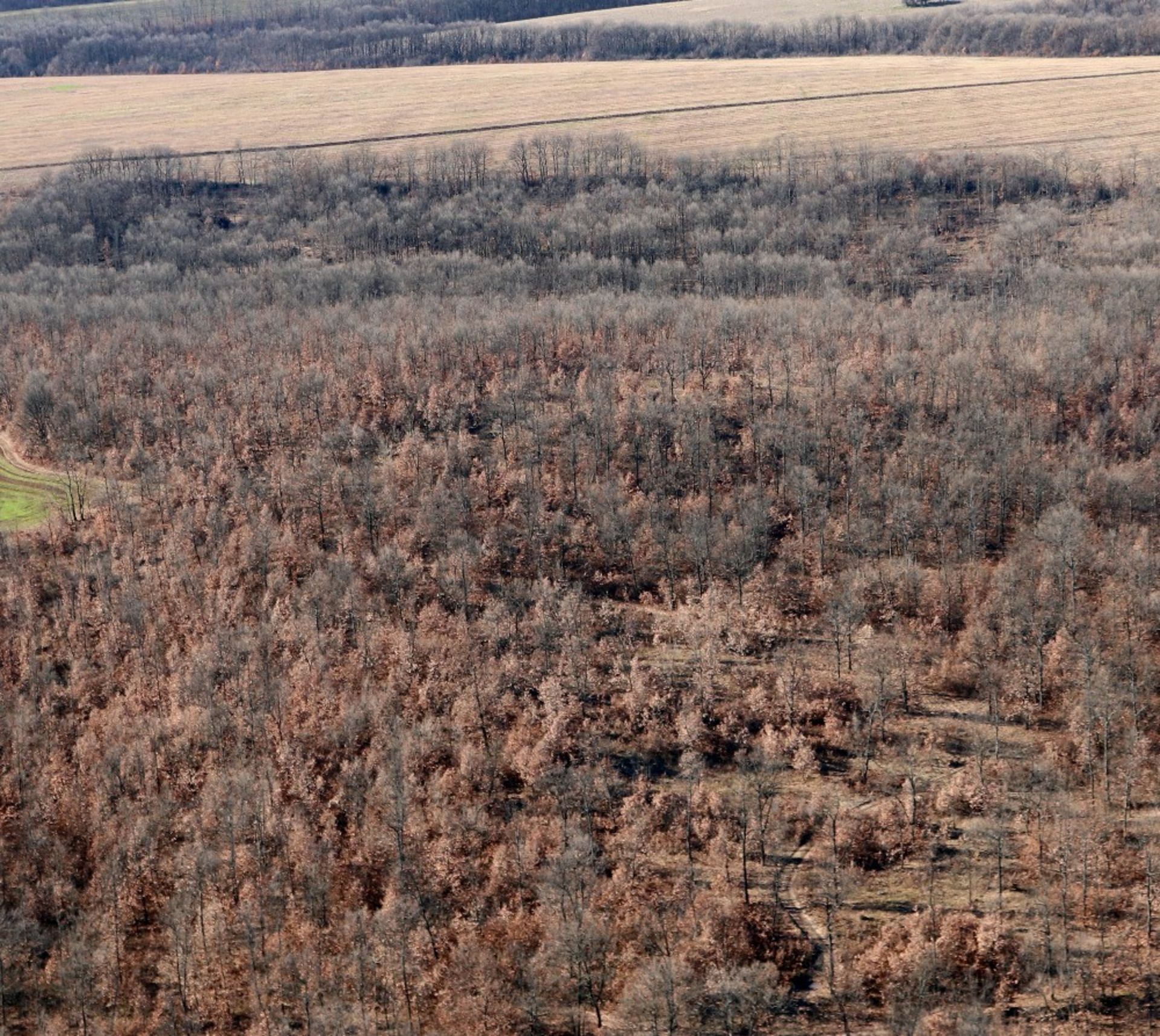 5,300 sqm Forest plot located in Tolovitsa, Vidin region, Bulgaria - Image 3 of 8