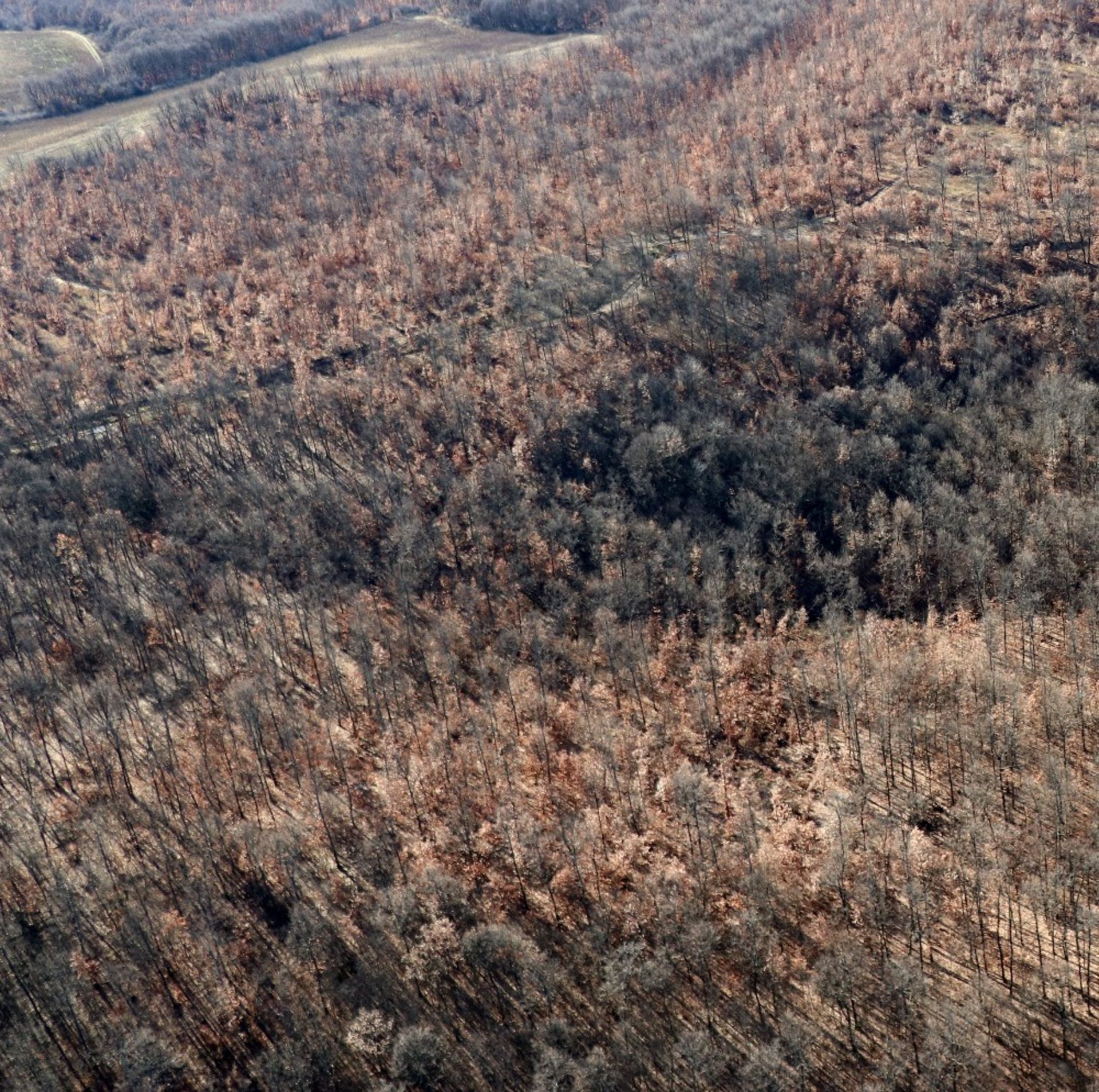 5,300 sqm Forest plot located in Tolovitsa, Vidin region, Bulgaria - Image 5 of 8