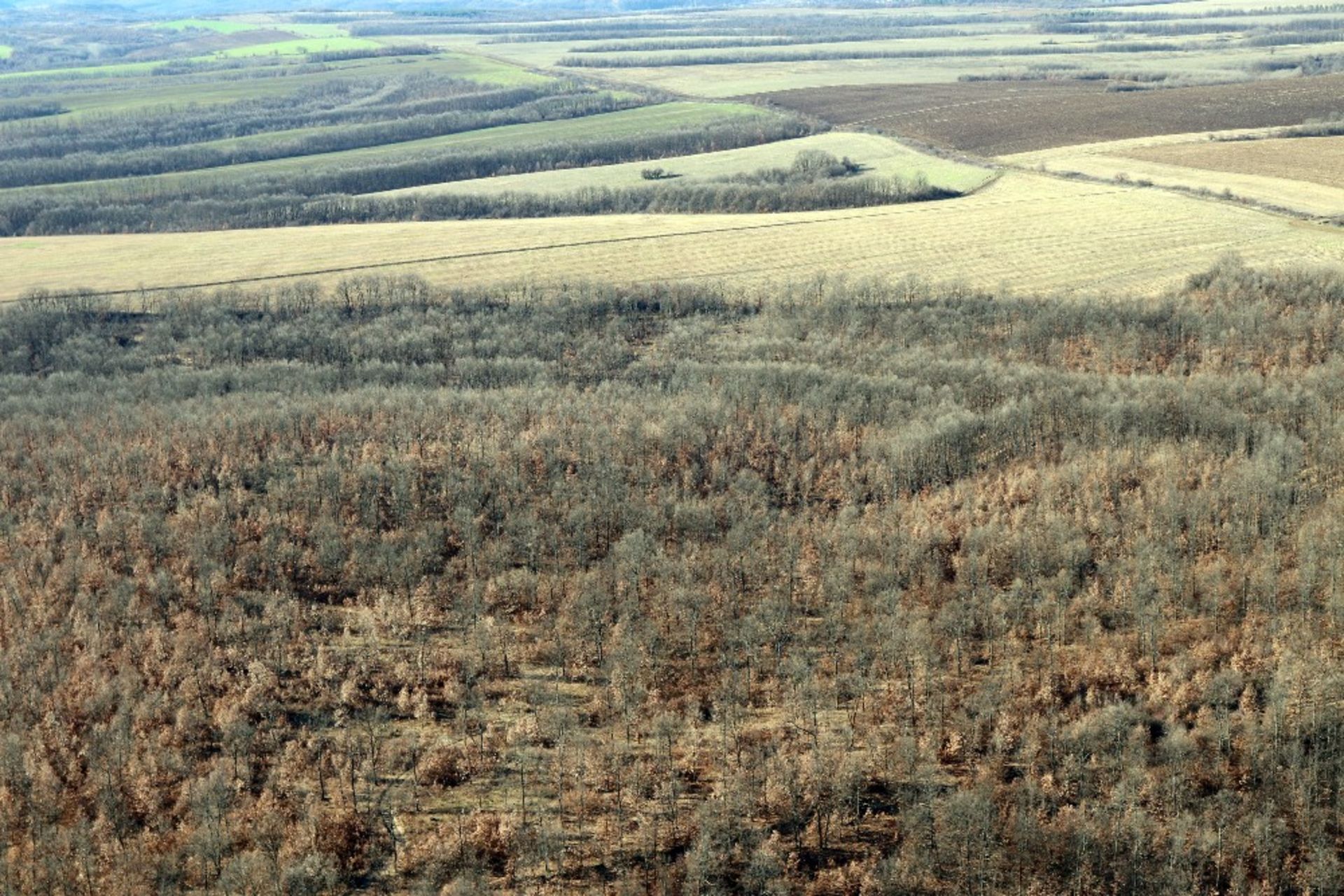 5,300 sqm Forest plot located in Tolovitsa, Vidin region, Bulgaria - Image 8 of 8