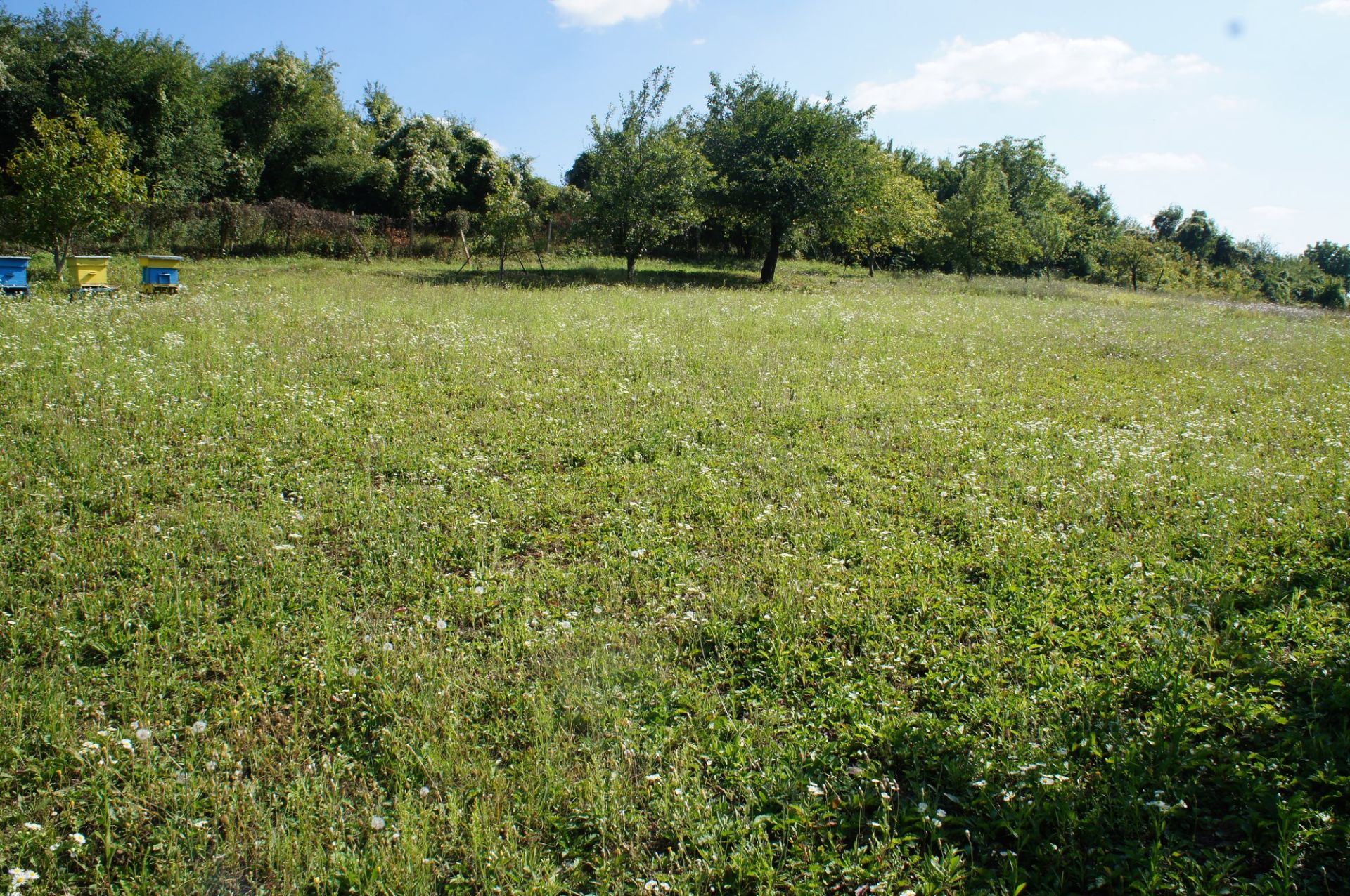 PROPERTY AND 1,770 SQM OF LAND IN POPOVO, BULGARIA - Bild 38 aus 44