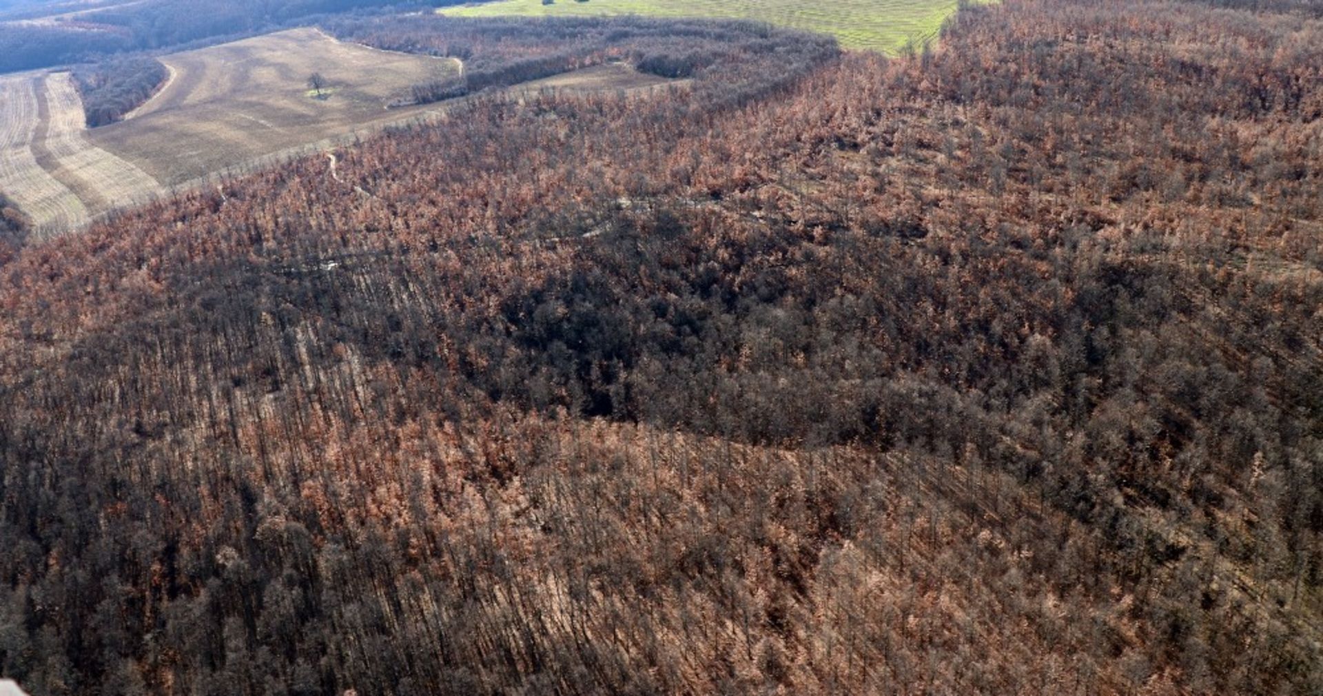 4,000 sqm Forest plot located in Tolovitsa, Vidin region, Bulgaria - Image 7 of 7