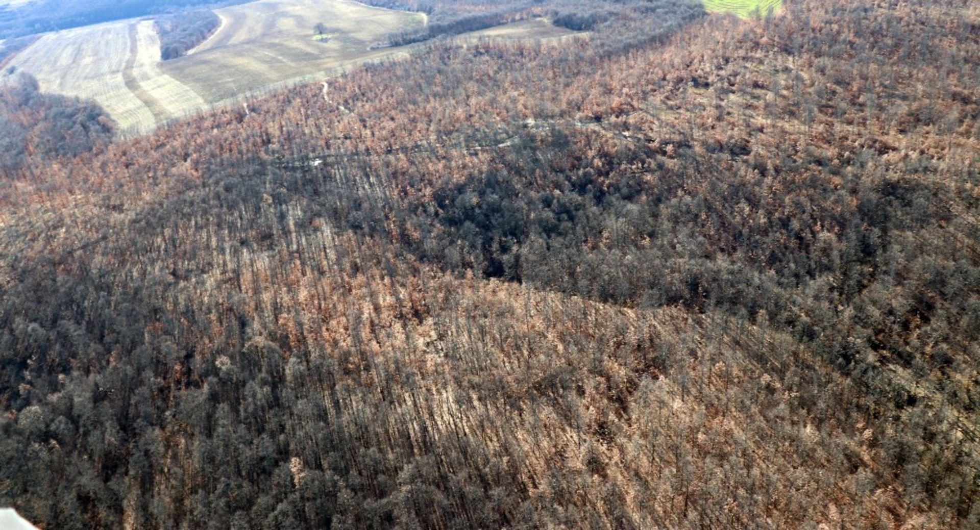 4,000 sqm Forest plot located in Tolovitsa, Vidin region, Bulgaria - Image 6 of 7