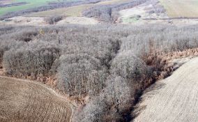 4,002 SQM FOREST PLOT LOCATED IN TOLOVITSA, VIDIN REGION, BULGARIA