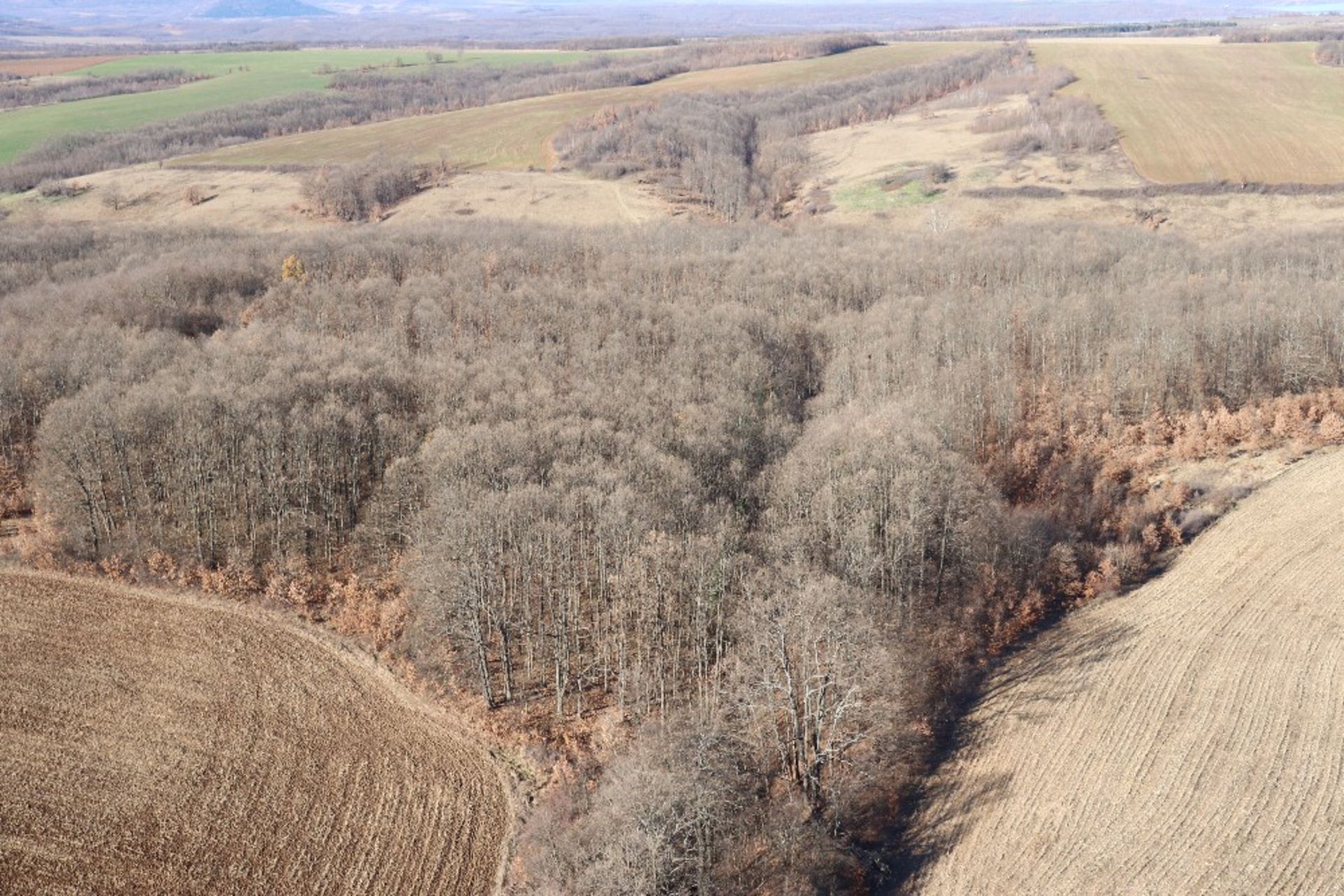 4,002 SQM FOREST PLOT LOCATED IN TOLOVITSA, VIDIN REGION, BULGARIA - Image 4 of 4