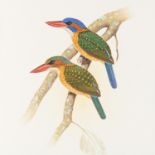 George Sandstrom, ornithological illustration