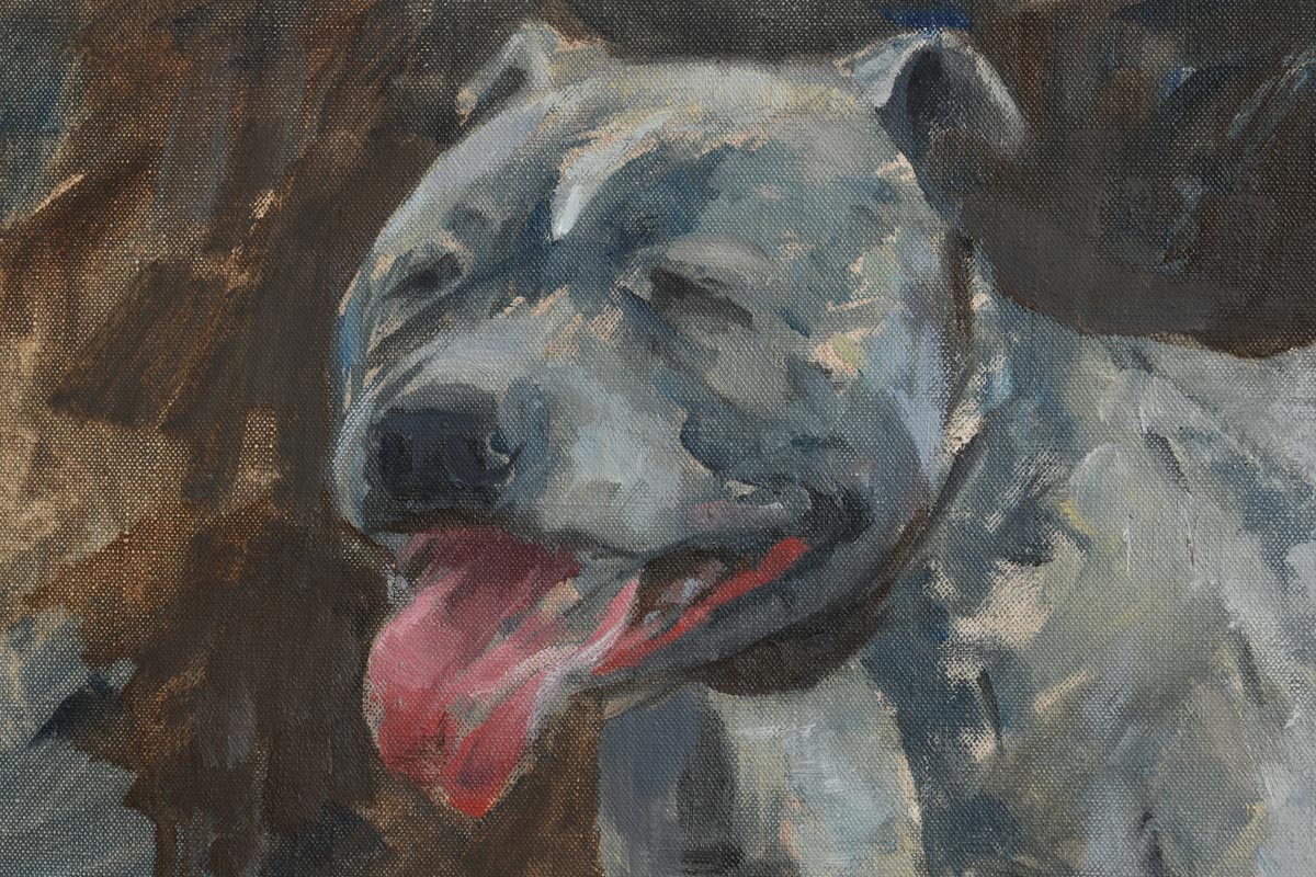 Basil Blackshaw HRHA RUA (1932-2016) Bulldog oil on canvas signed lower right 41 x 51cm (16.14 x - Image 6 of 6