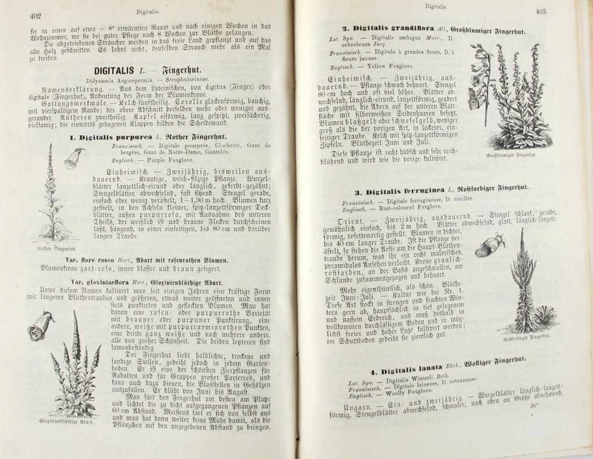 Botanik: Rümpler, Th(eodor). Vilmorin's illustrirte Blumengärtnerei. 2.Aufl. Mit 1416 in den Text - Bild 2 aus 2