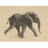 "Junger Elefant", orig. Radierung des Knut Meyer-Eberhardt, Platte ca. 25 x 37 cm, Rahmen