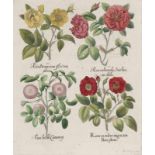 Besler, Basilius 1561 Nürnberg - 1629 ebenda Rosa ex rubro nigricans - Rosa damasceno flore pleno