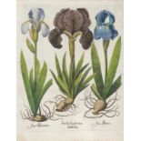 Besler, Basilius 1561 Nürnberg - 1629 ebenda Iris Calcedonica - Caryophyllus indicus - Narcissus
