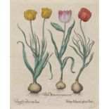 Besler, Basilius 1561 Nürnberg - 1629 ebenda Tulipa Miniata plena flor - Fritillaria pyrenaea