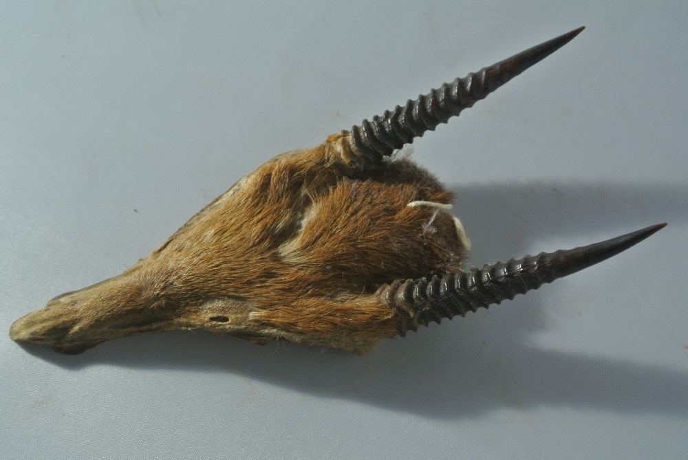 COLLECTABLES - A small set of taxidermied horns, w