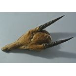 COLLECTABLES - A small set of taxidermied horns, w