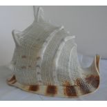 COLLECTABLES - A large Conch shell.