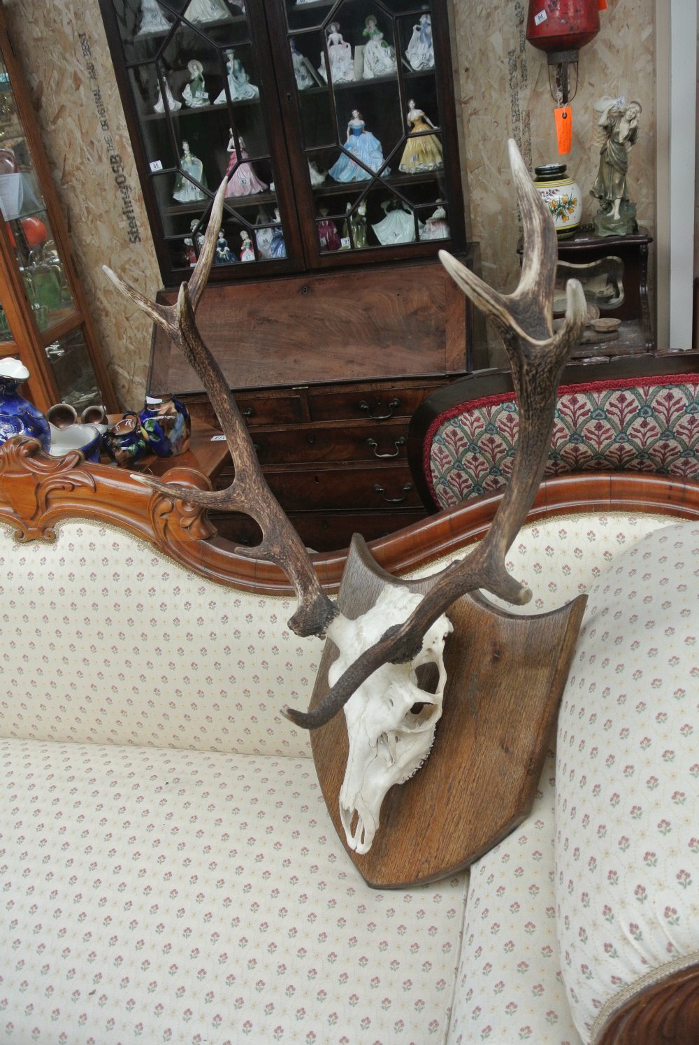 COLLECTABLES - A large taxidermy set of red deer antlers with skull - Image 2 of 2