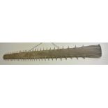 COLLECTABLES - A large antique/ Victorian Sawfish
