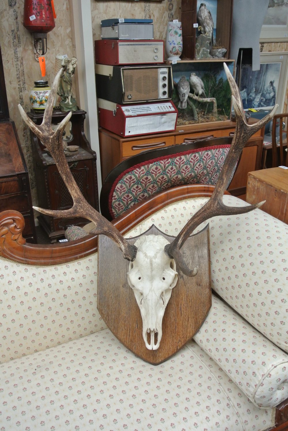COLLECTABLES - A large taxidermy set of red deer antlers with skull