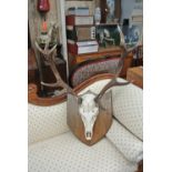 COLLECTABLES - A large taxidermy set of red deer antlers with skull