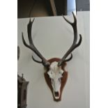 COLLECTABLES - A stunning taxidermy mounted skull