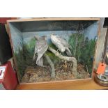 TAXIDERMY - A pair of vintage/ antique taxidermy birds in display case