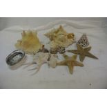 COLLECTABLES - A collection of various shells & 2