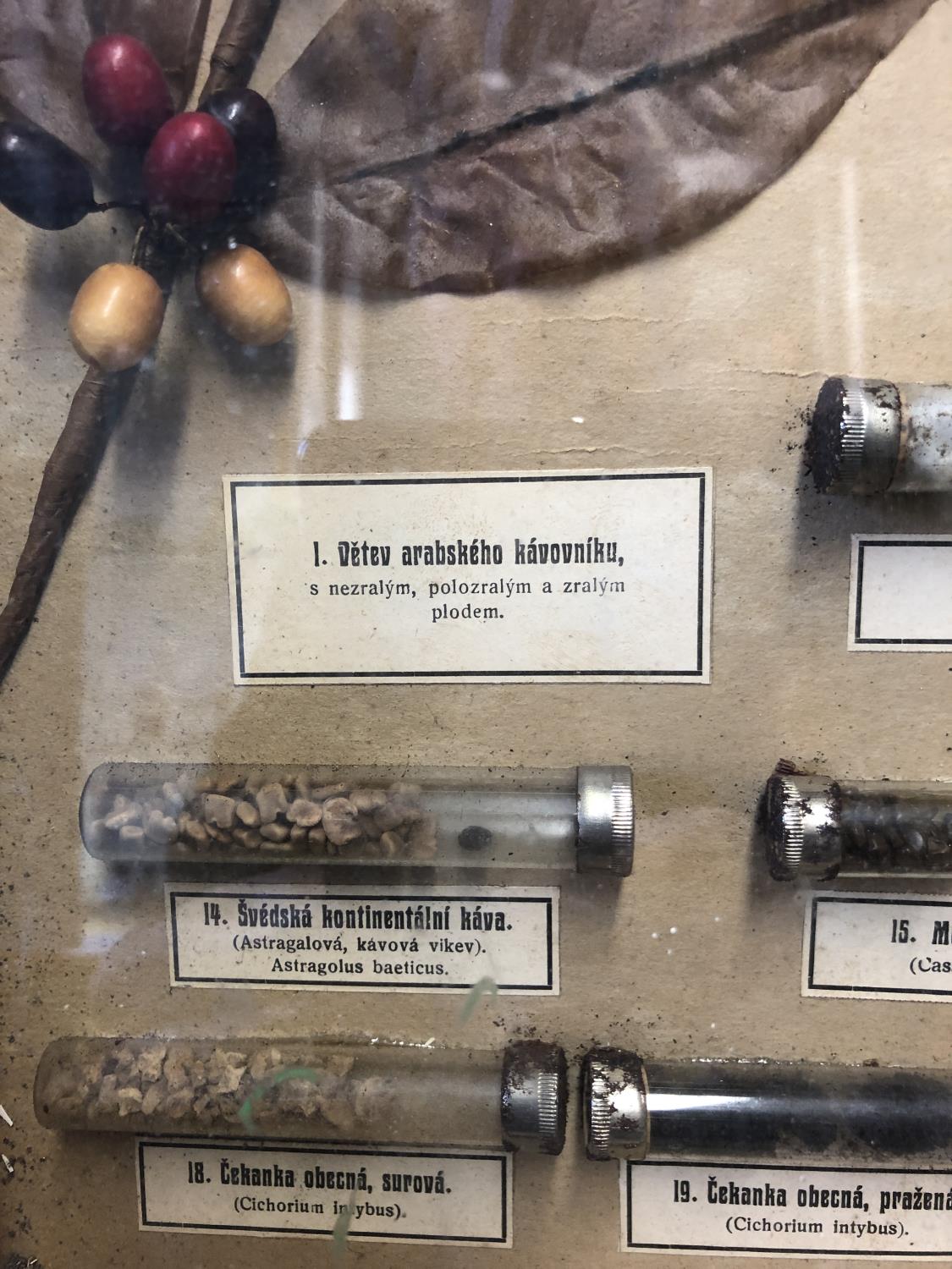 A framed Botanical collection of Coffee Beans, Coffea Arabica, in glass phials with labels, and a - Image 6 of 7