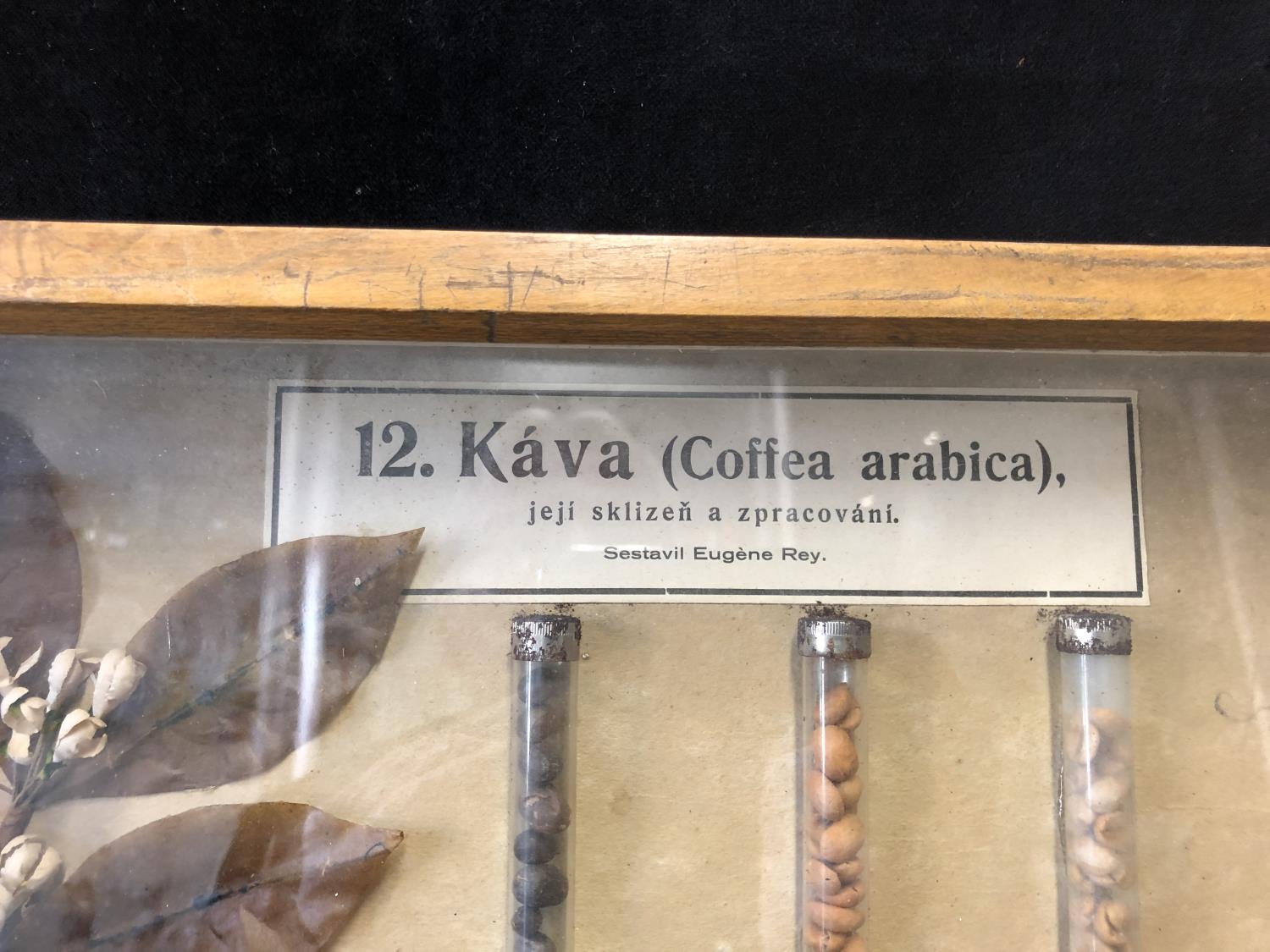 A framed Botanical collection of Coffee Beans, Coffea Arabica, in glass phials with labels, and a - Image 3 of 7