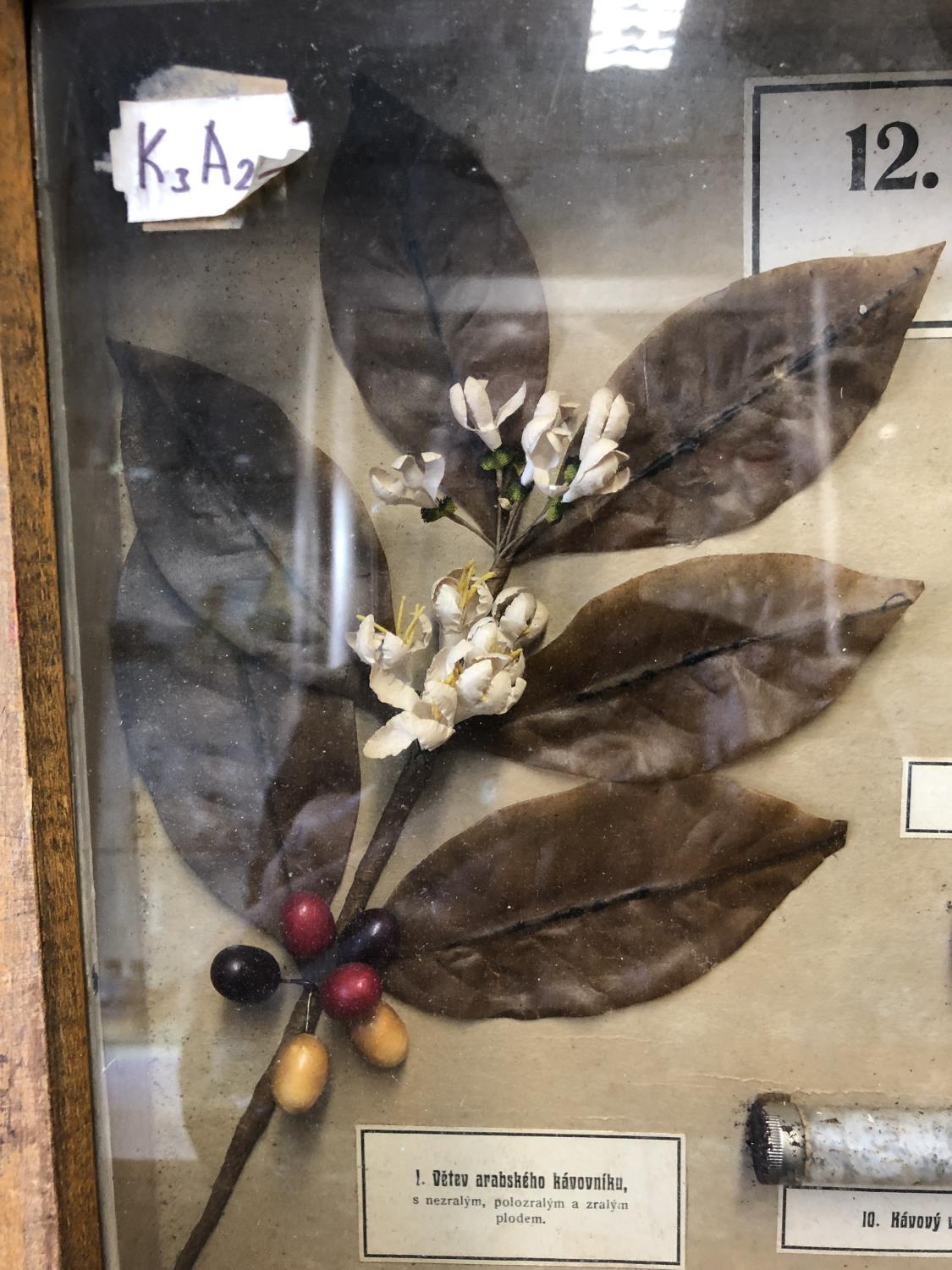 A framed Botanical collection of Coffee Beans, Coffea Arabica, in glass phials with labels, and a - Image 2 of 7