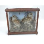 Cased Taxidermy Study of 2x Tawny Owls