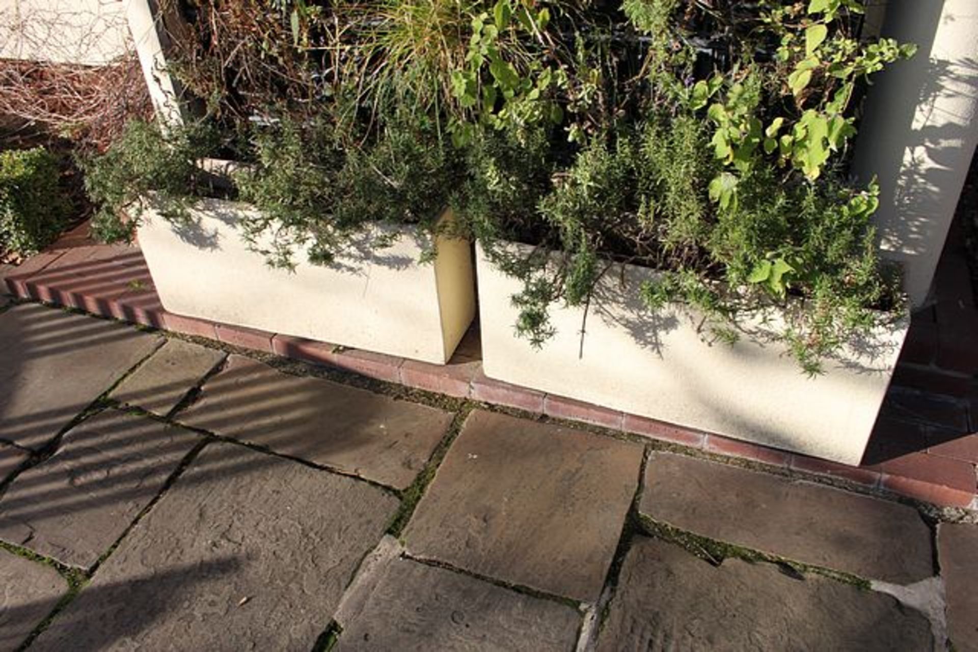 2 x composite planters painted cream wit shrub 920mmx 240mm