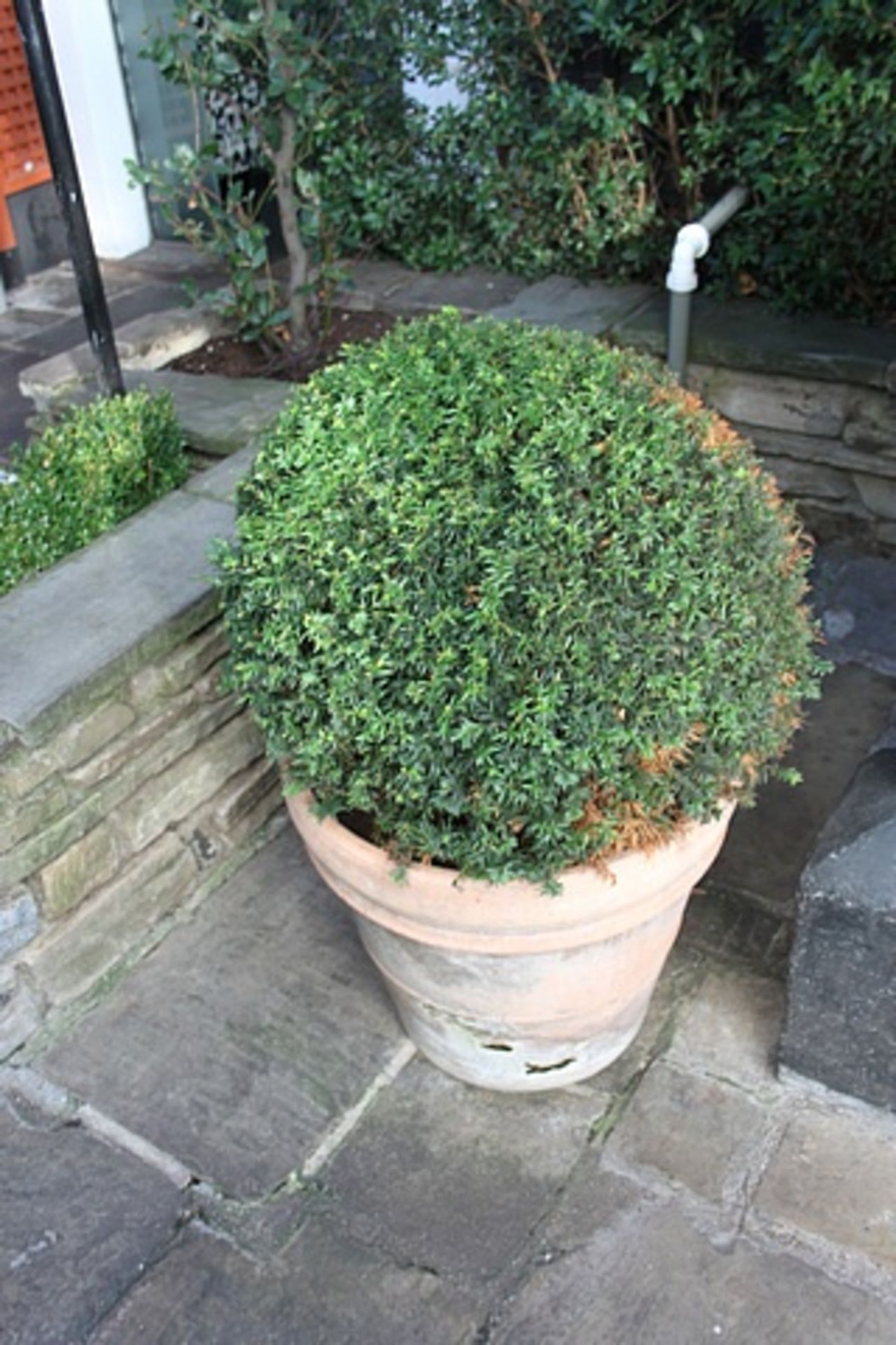 2 x round terracotta planters with bush 550mm tall pot