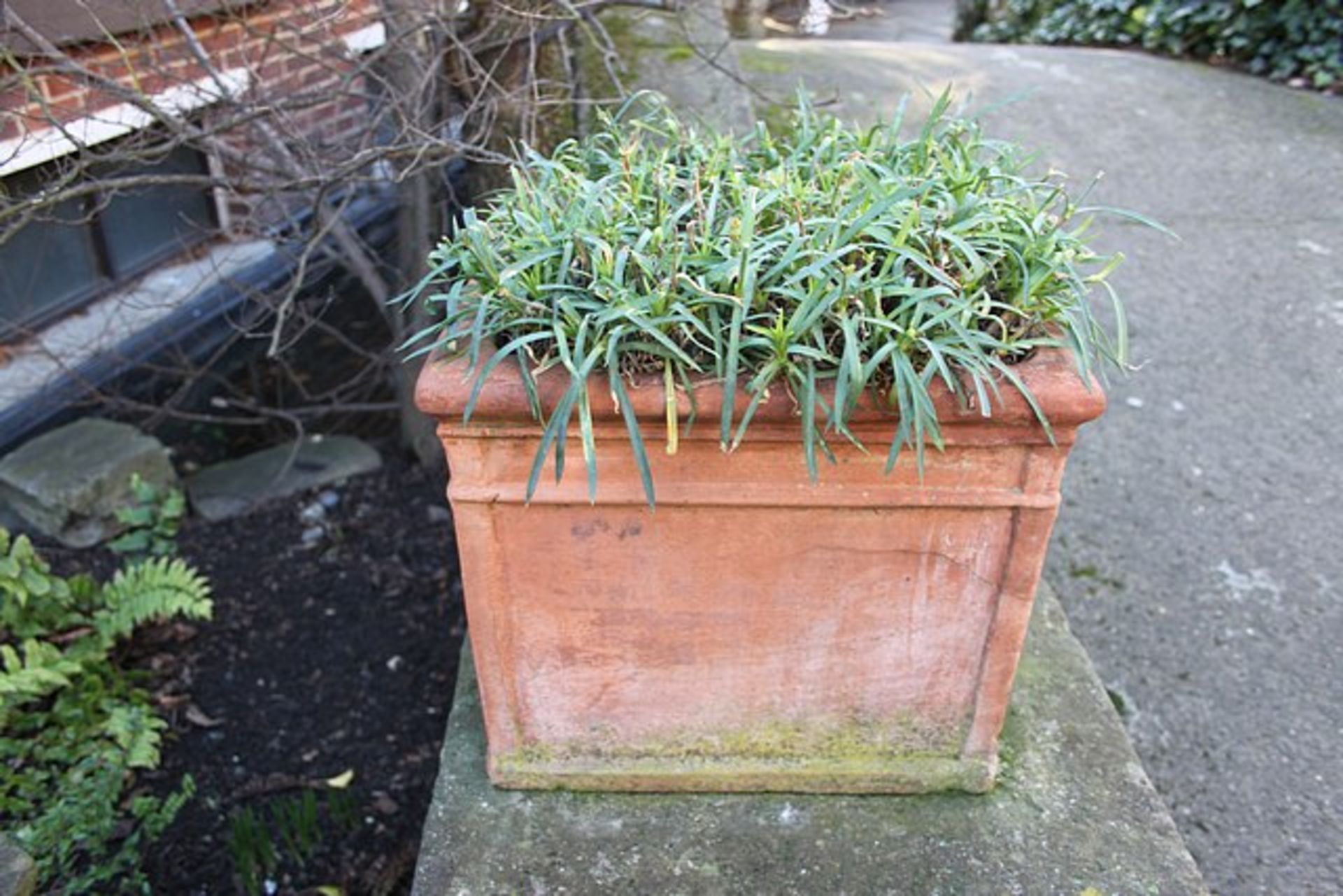 4 x terracotta planters with bush 380mm x 380mm x 330mm