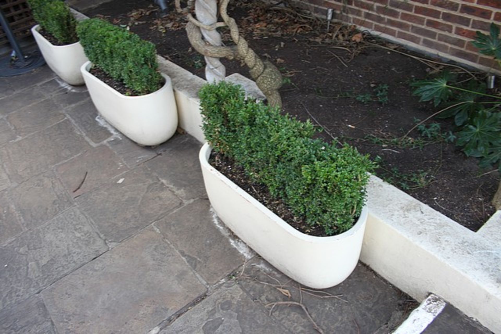 3 x ovoid composite planters with bush 450mm pot