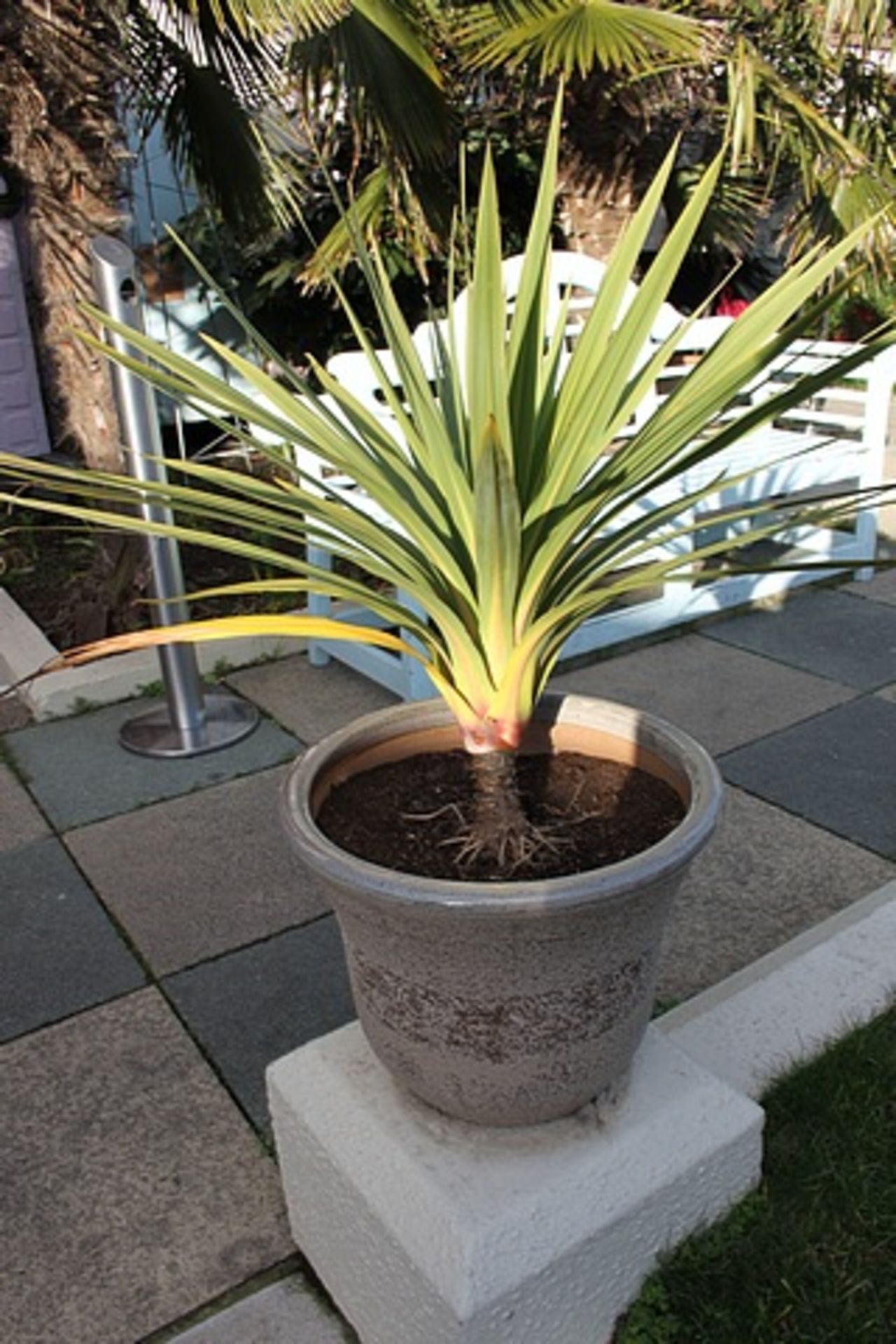 2 x Terracotta planters with bush 600mm tall pot