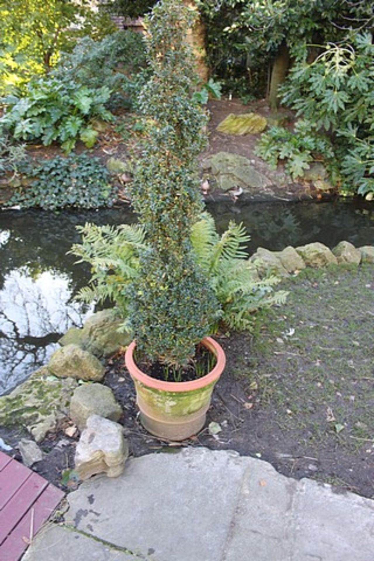 2 x round terracotta planters with bush 550mm tall pot