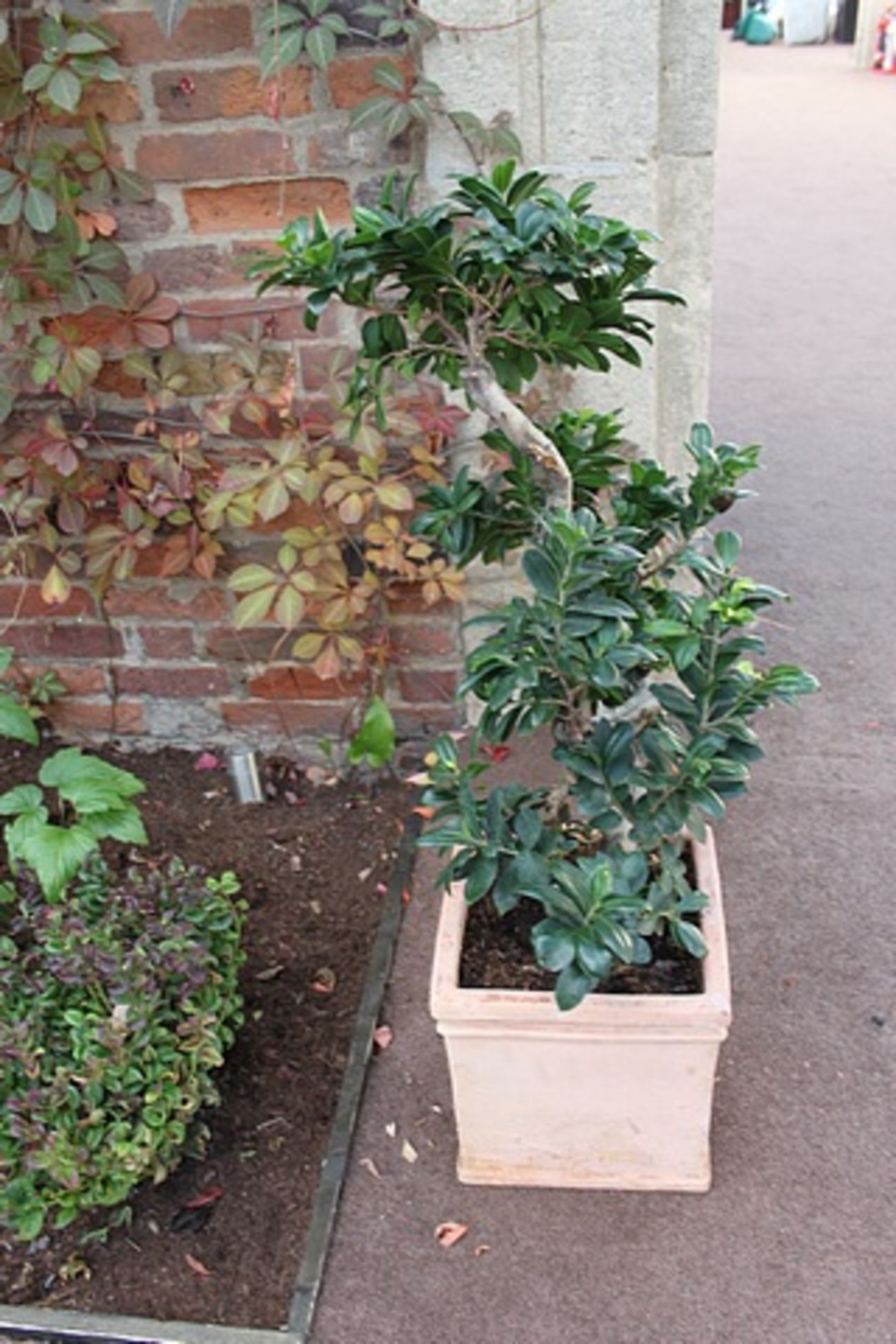 2 x Terracotta planters with bush 300mm tall pot