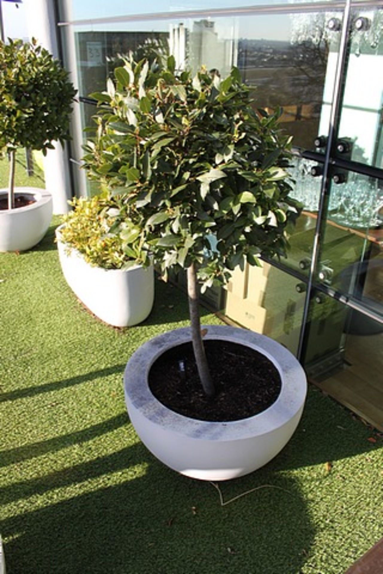 2 x Concrete white painted planter 760mm x 400mm with Bay tree and 1 with short bush