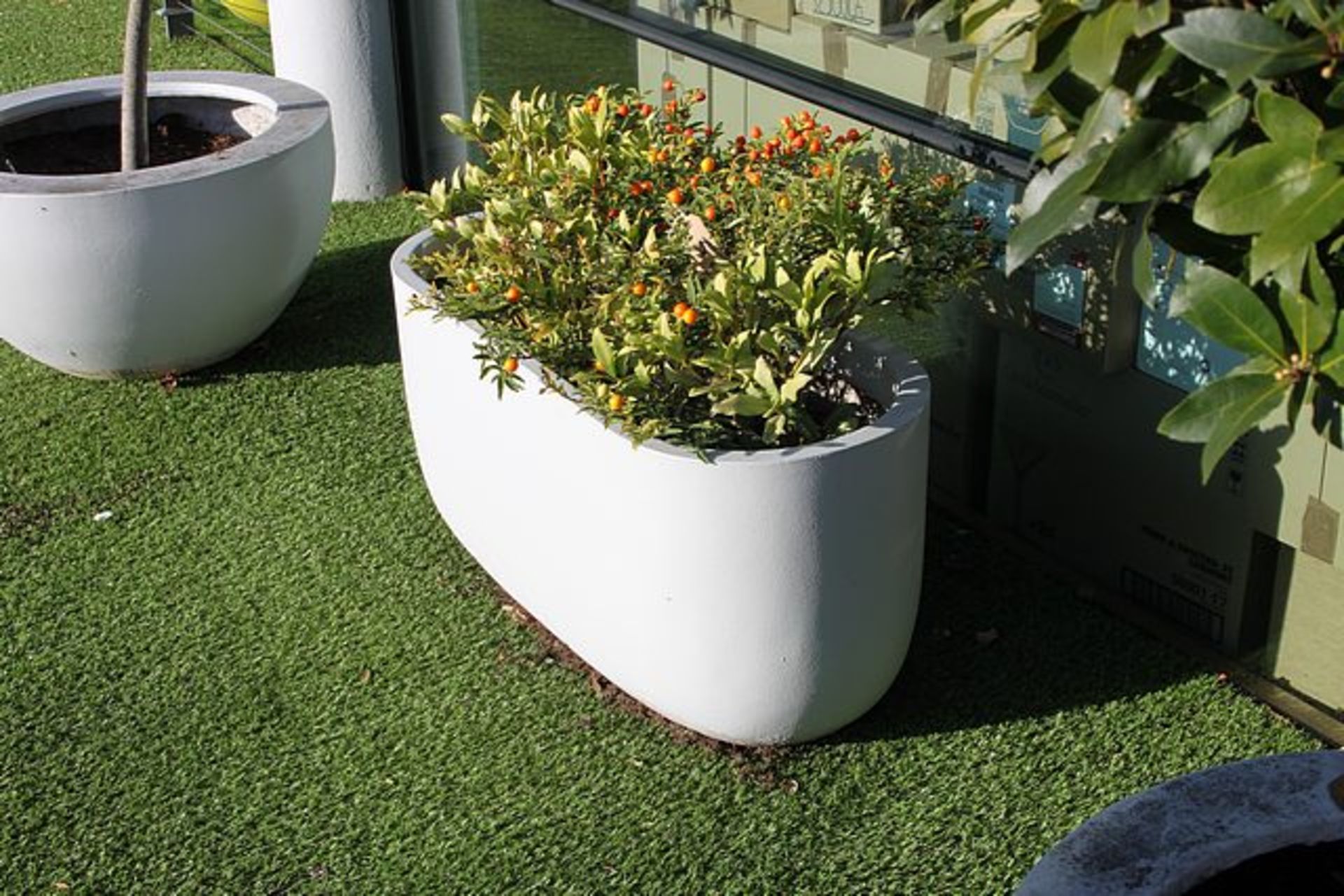 2 x concrete white painted ovoid planter 1000mm x 400mm x 450mm